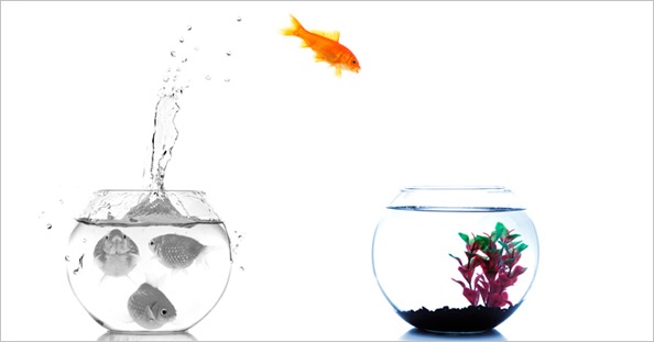 goldfish jumping off to new fishtank